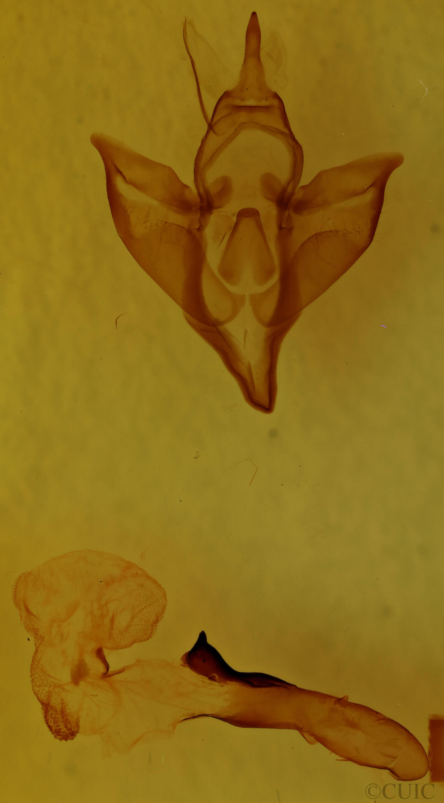 genitalia view of adult Apantesis vittata