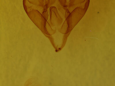 genitalia view of adult Apantesis vittata