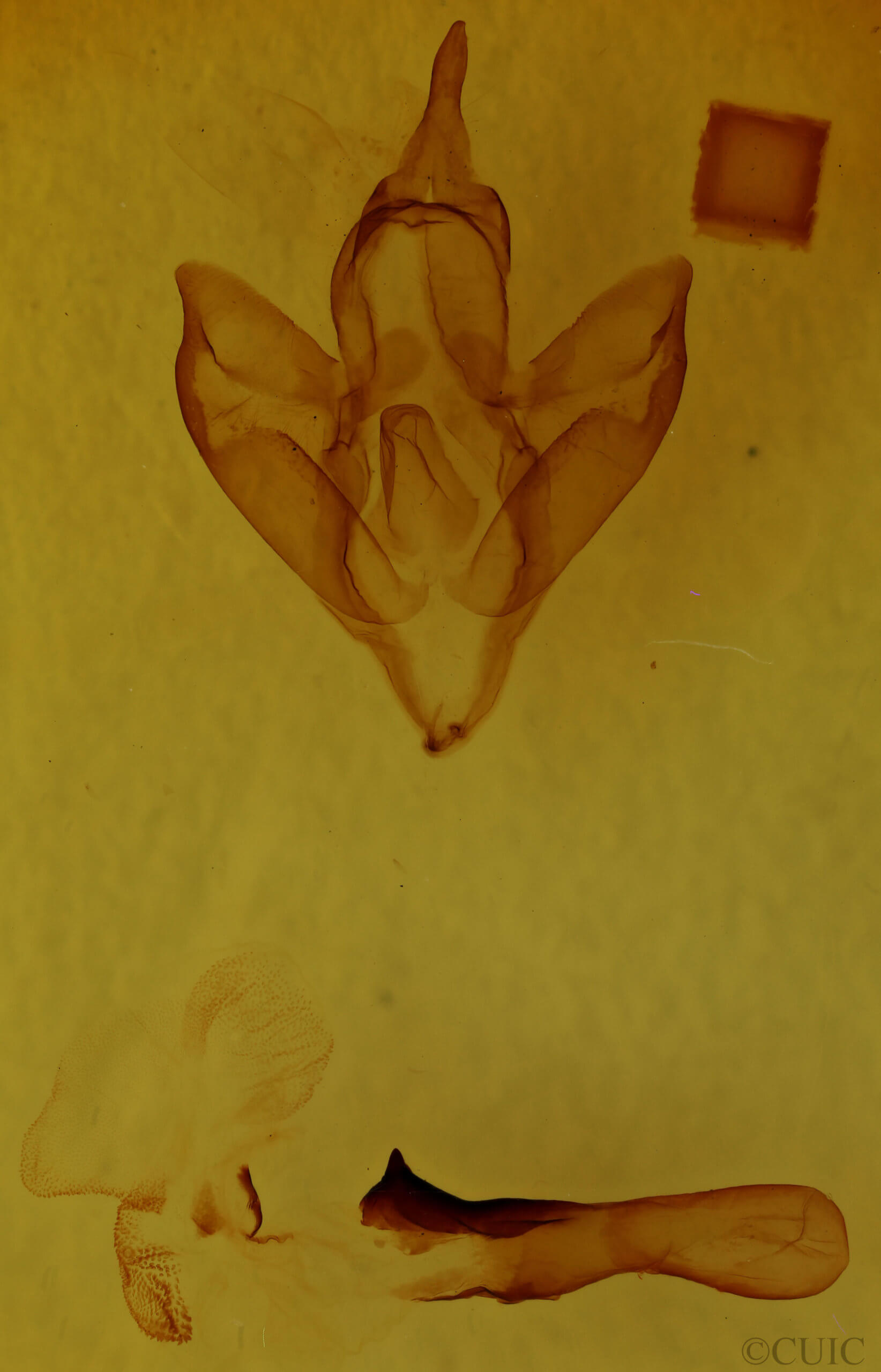 genitalia view of adult Apantesis vittata