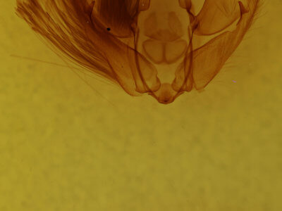 genitalia view of adult Arbostola heuritica