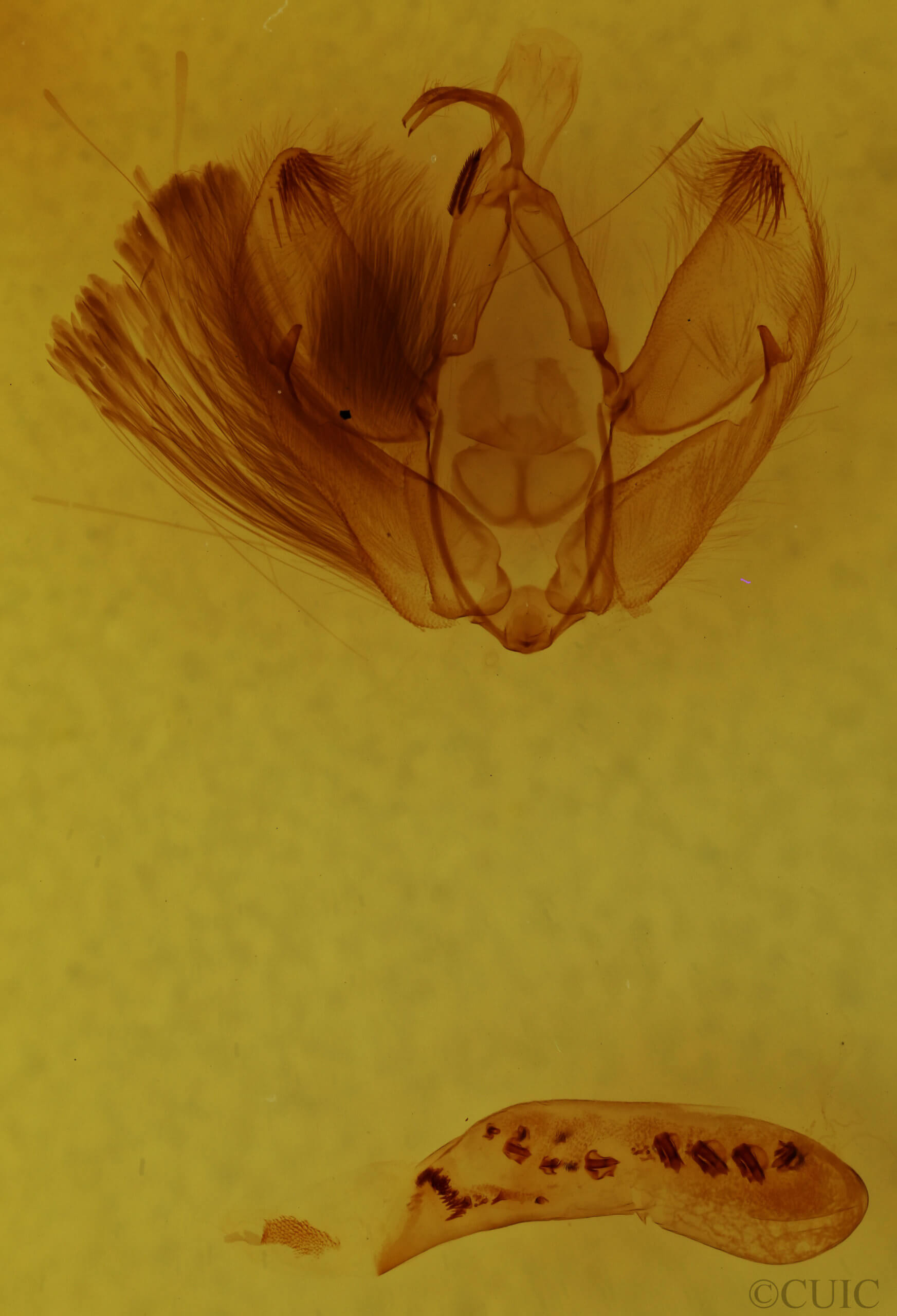 genitalia view of adult Arbostola heuritica