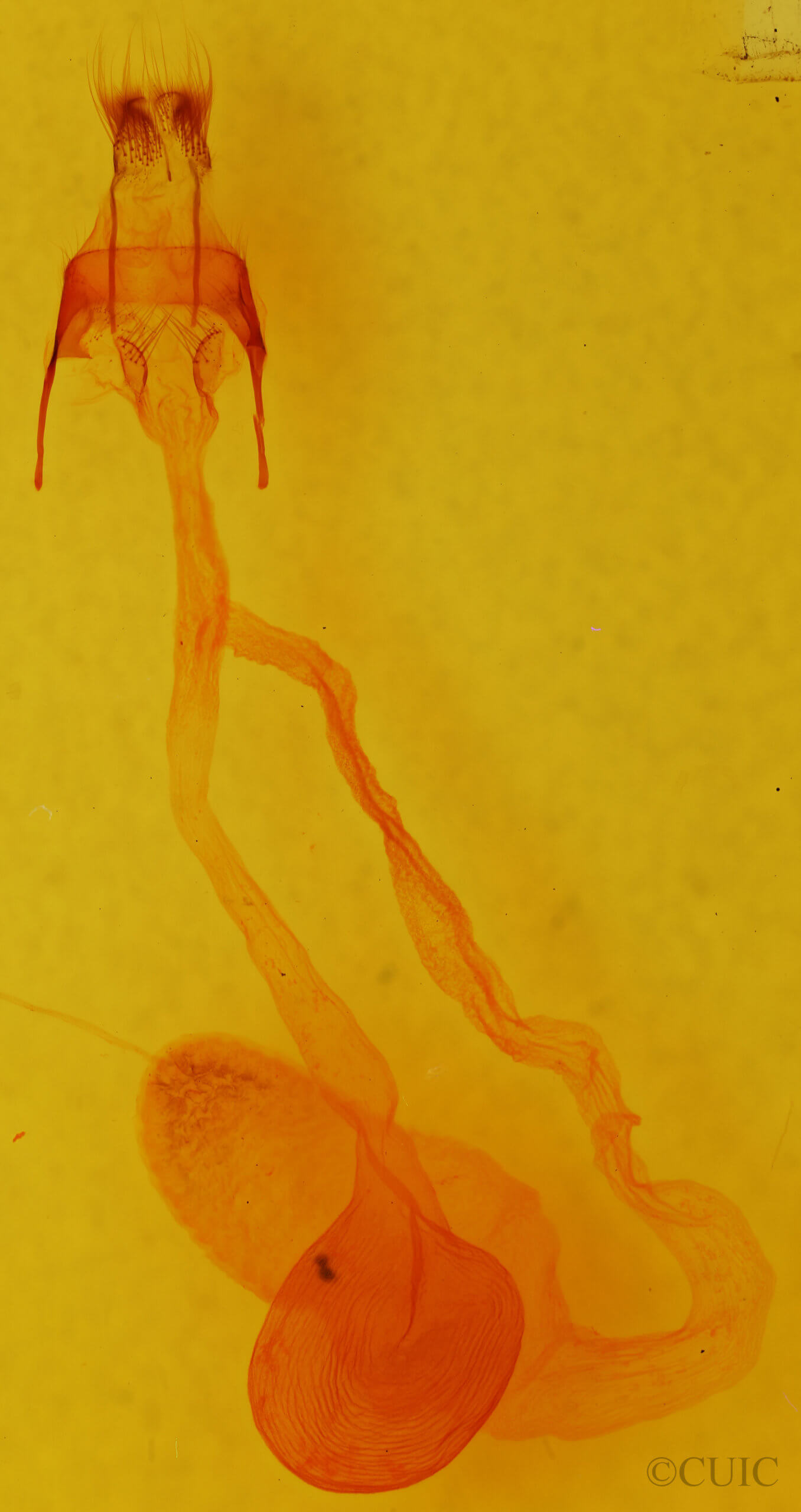 genitalia view of adult Hemicephalis proserpina