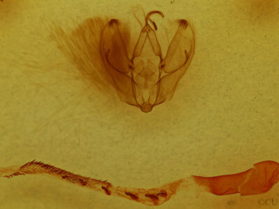 genitalia view of adult Arbostola viridis