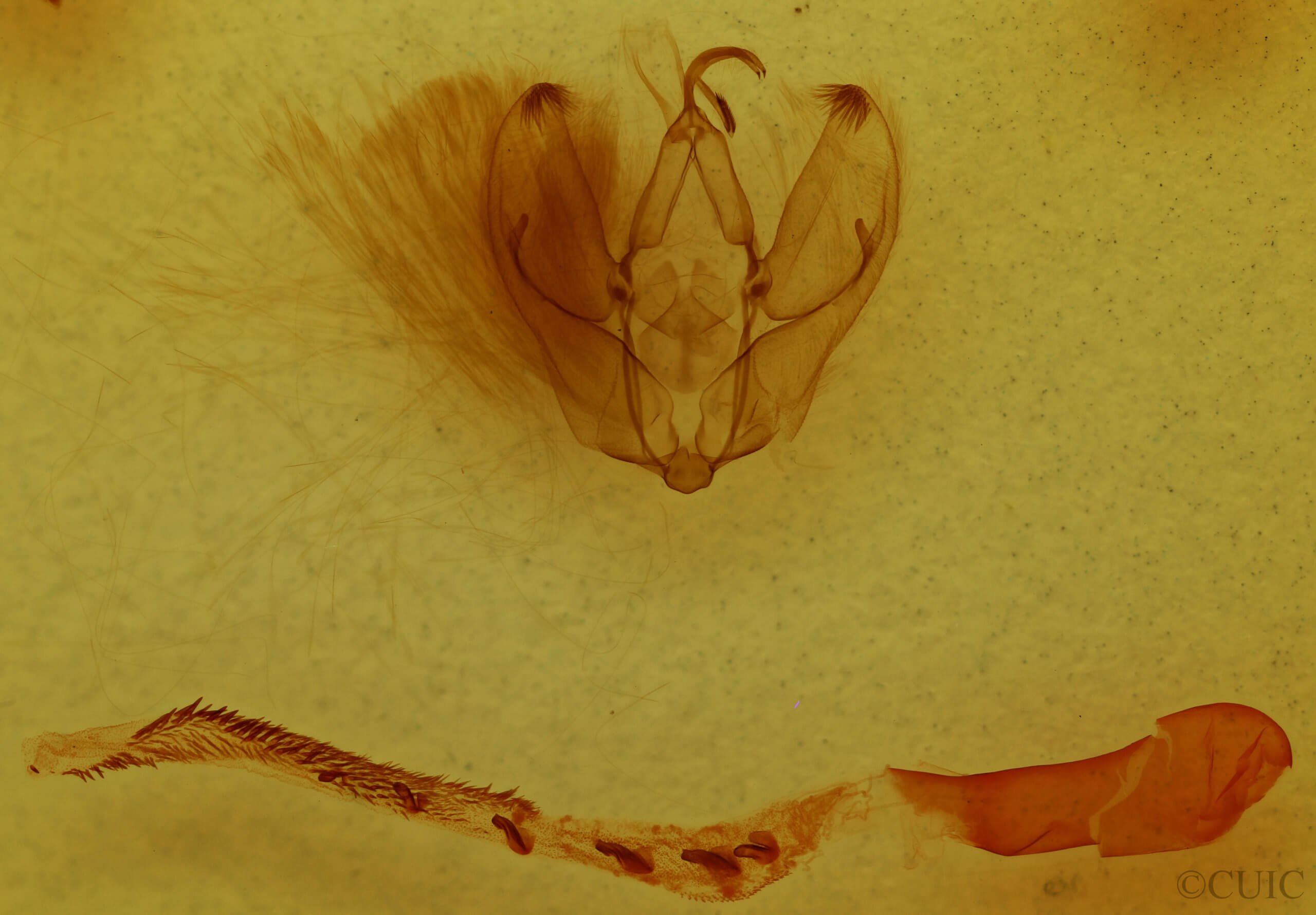 genitalia view of adult Arbostola viridis