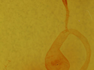 genitalia view of adult Arbostola viridis