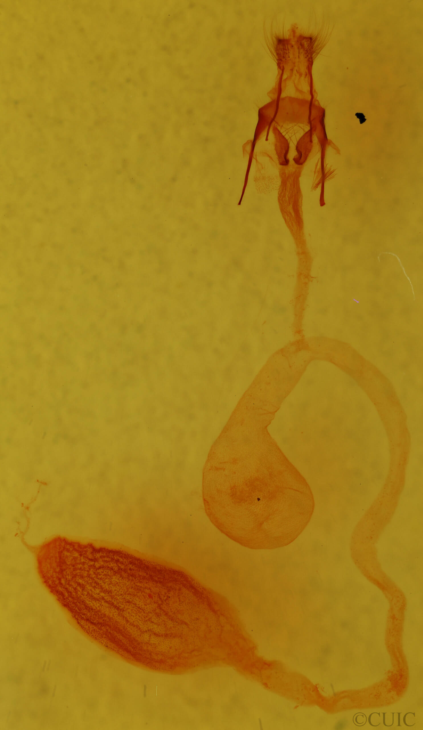 genitalia view of adult Arbostola viridis