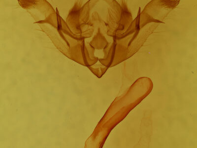 genitalia view of adult Aseptis serrula