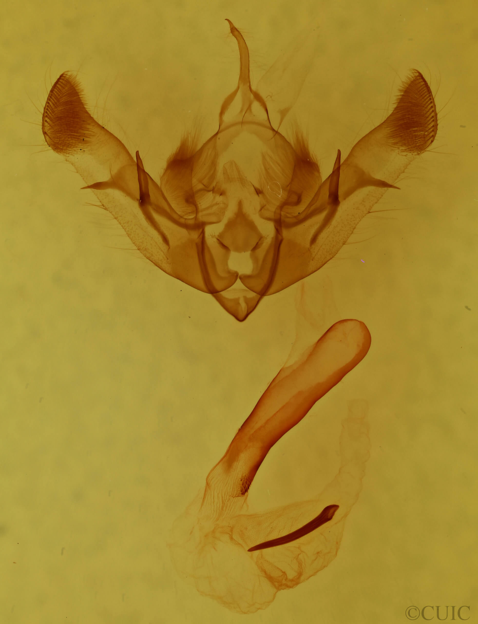 genitalia view of adult Aseptis serrula