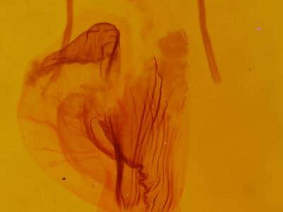 genitalia view of adult Aseptis serrula