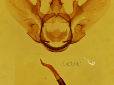 genitalia view of adult Aspitates aberratus