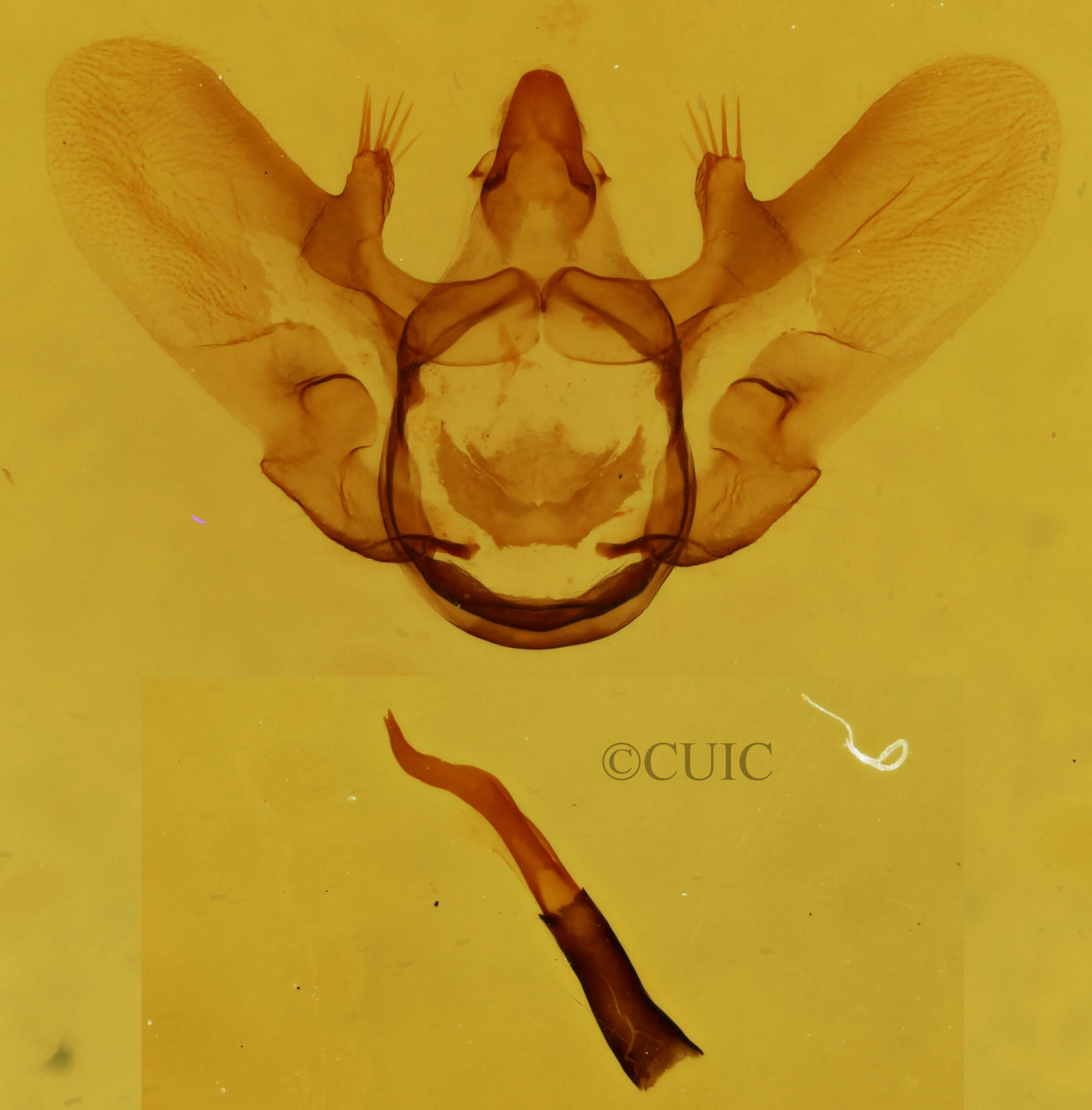 genitalia view of adult Aspitates aberratus