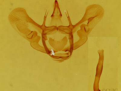 genitalia view of adult Aspitates gilvaria