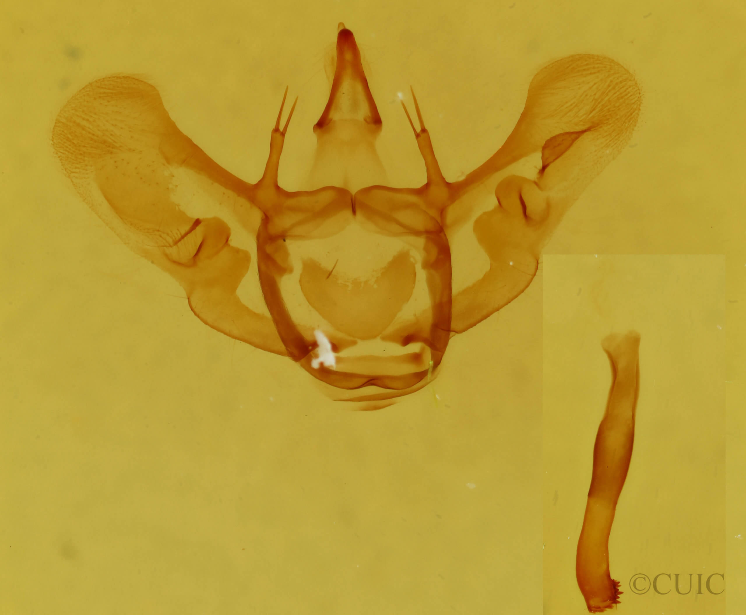 genitalia view of adult Aspitates gilvaria