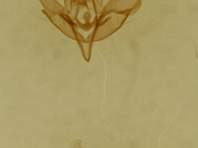 genitalia view of adult Balsa tristrigella