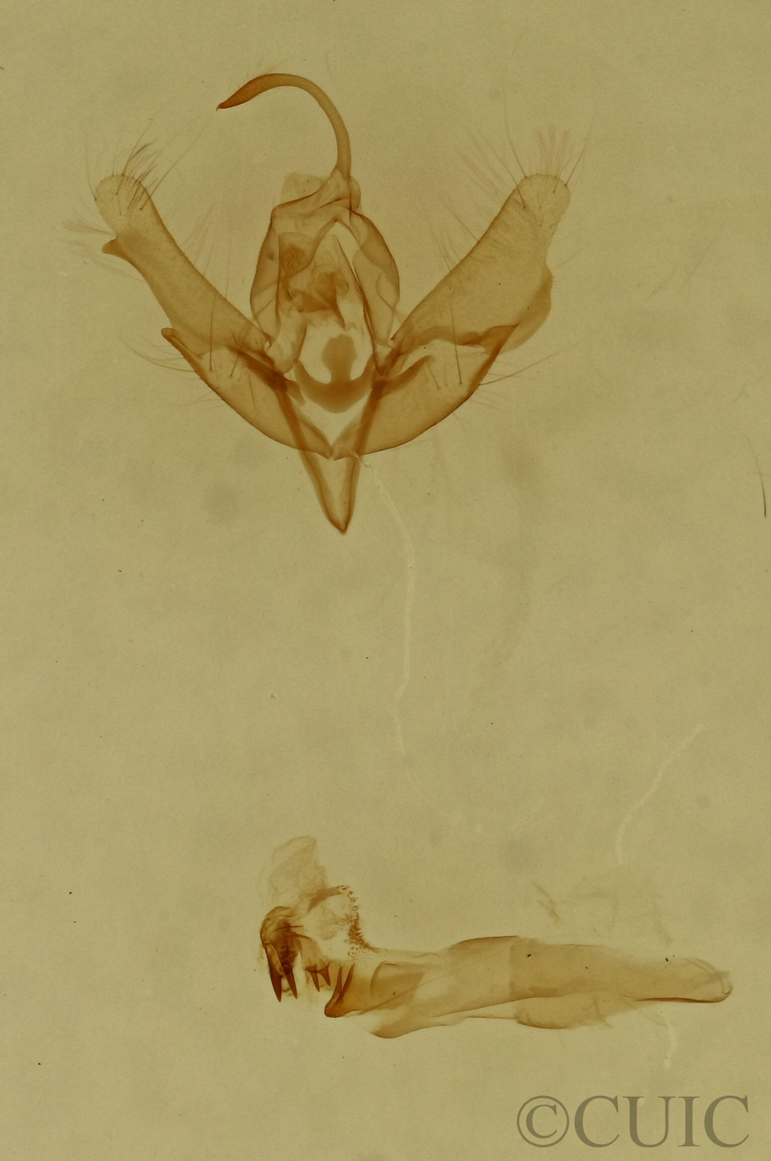 genitalia view of adult Balsa tristrigella