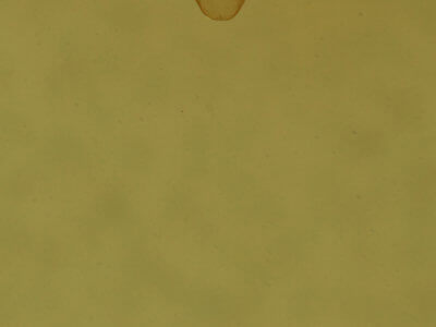 genitalia view of adult Bibarrambla allenella