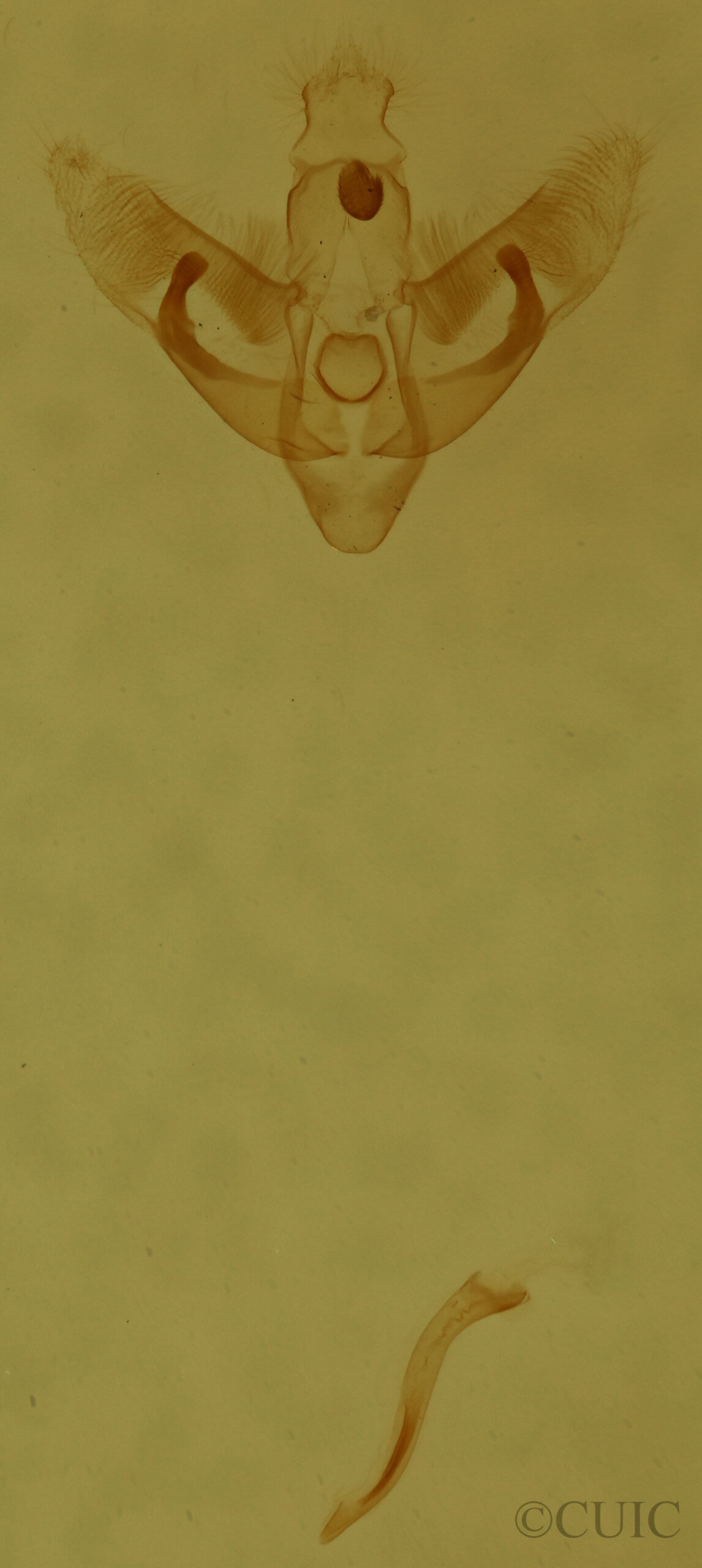 genitalia view of adult Bibarrambla allenella