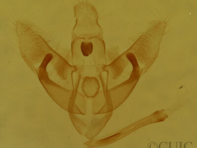 genitalia view of adult Bibarrambla allenella