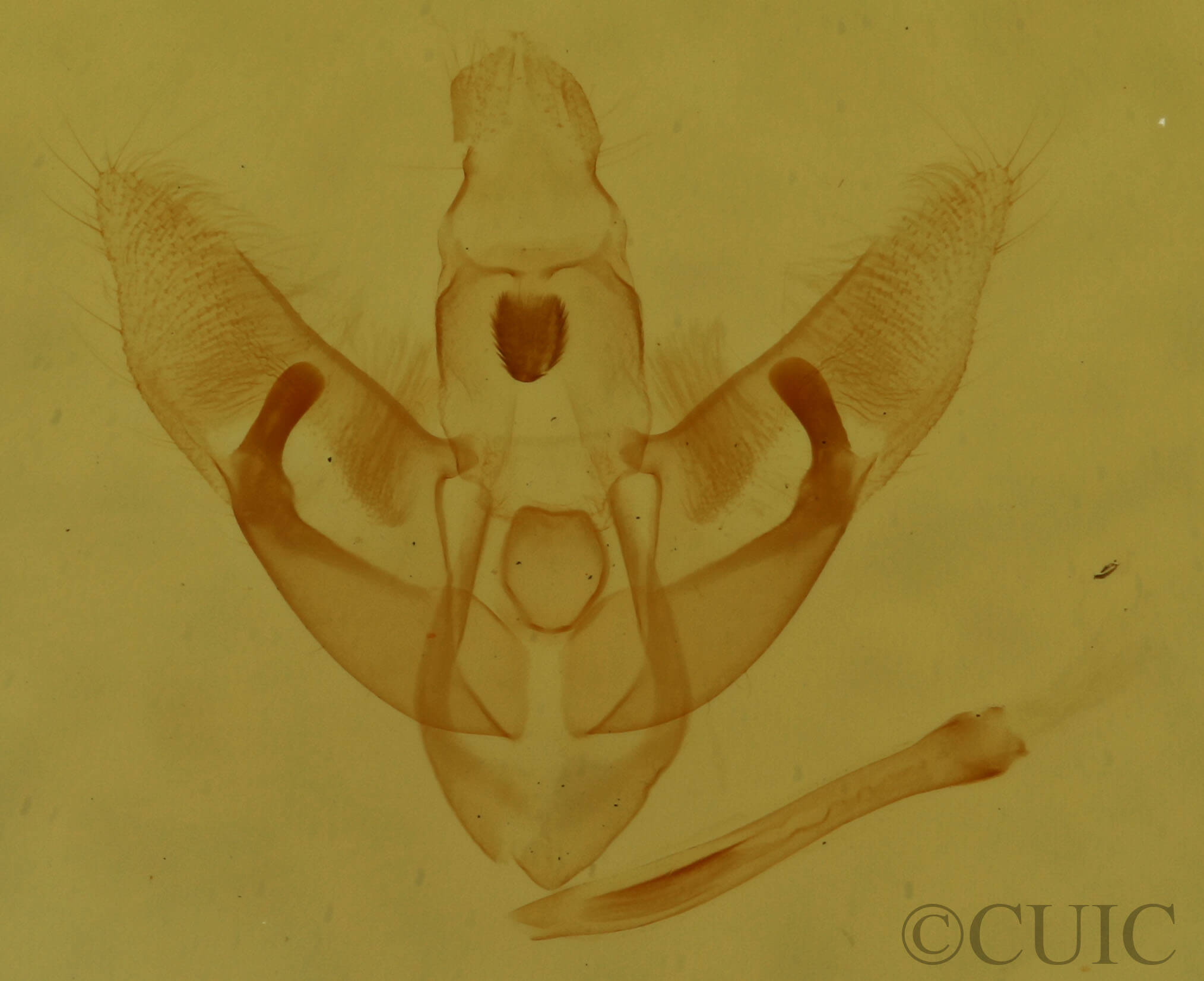 genitalia view of adult Bibarrambla allenella