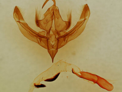 genitalia view of adult Bryolymnia viridimedia