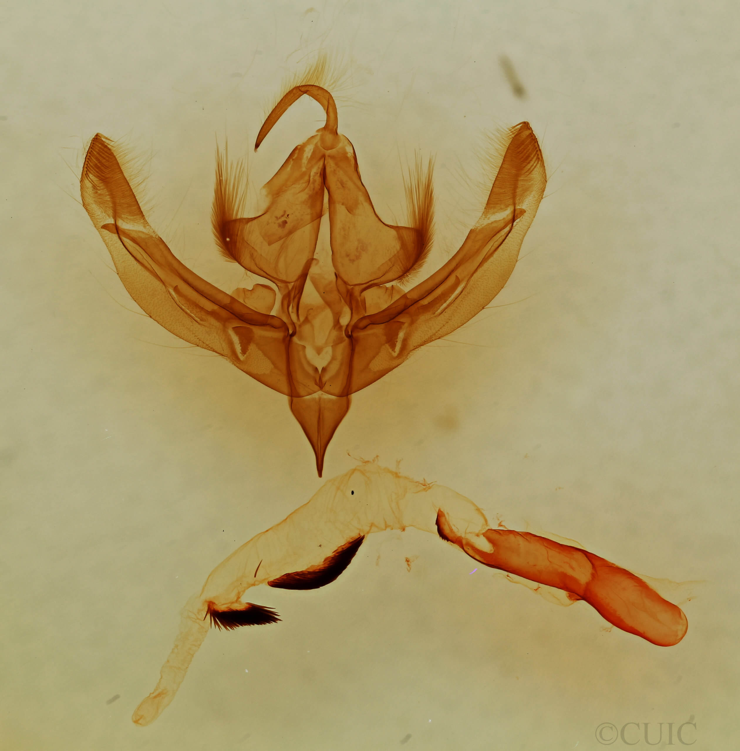 genitalia view of adult Bryolymnia viridimedia