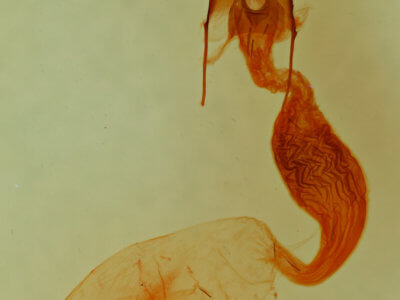 genitalia view of adult Bryolymnia viridimedia