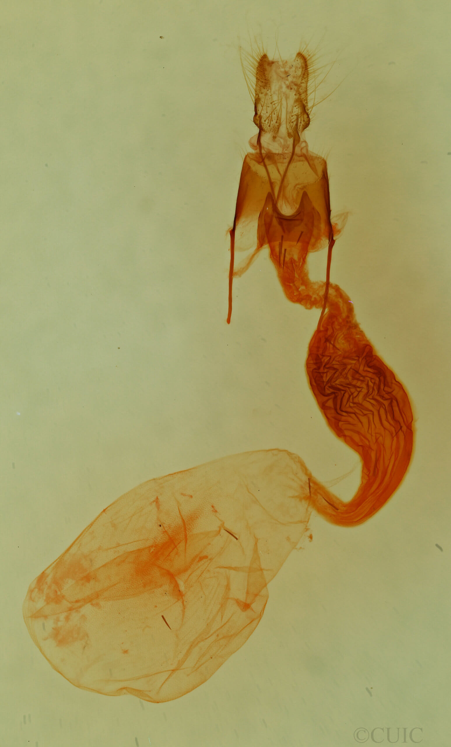 genitalia view of adult Bryolymnia viridimedia