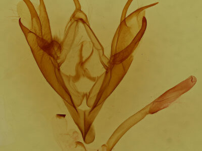 genitalia view of adult Caenurgina erechtea