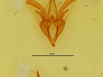 genitalia view of adult Catocala amestris