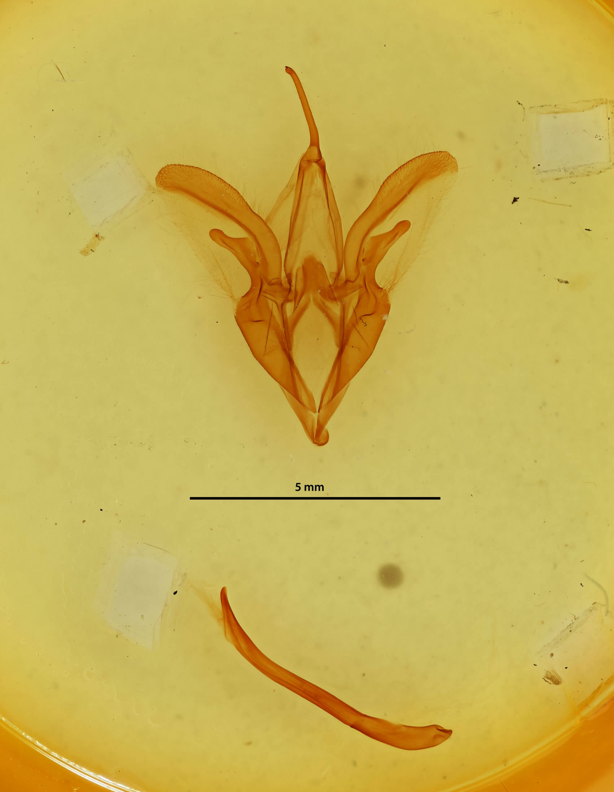 genitalia view of adult Catocala amestris