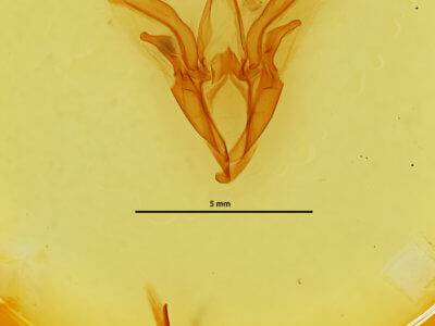 genitalia view of adult Catocala amestris