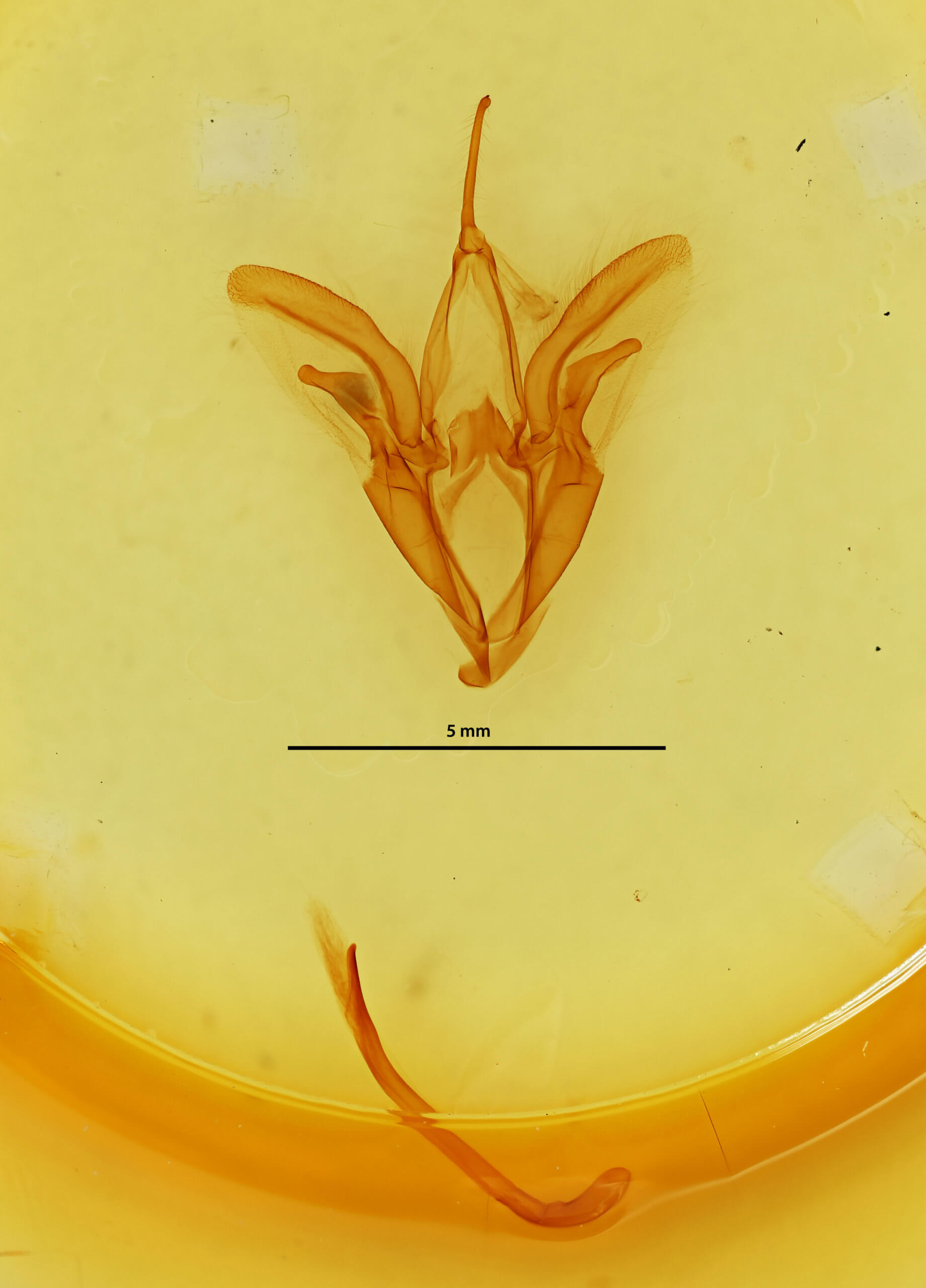 genitalia view of adult Catocala amestris
