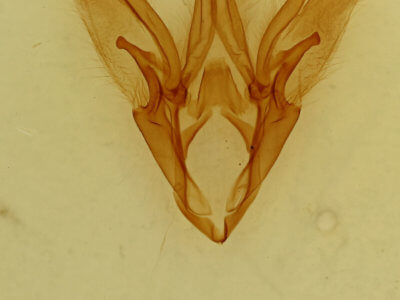 genitalia view of adult Catocala coccinata