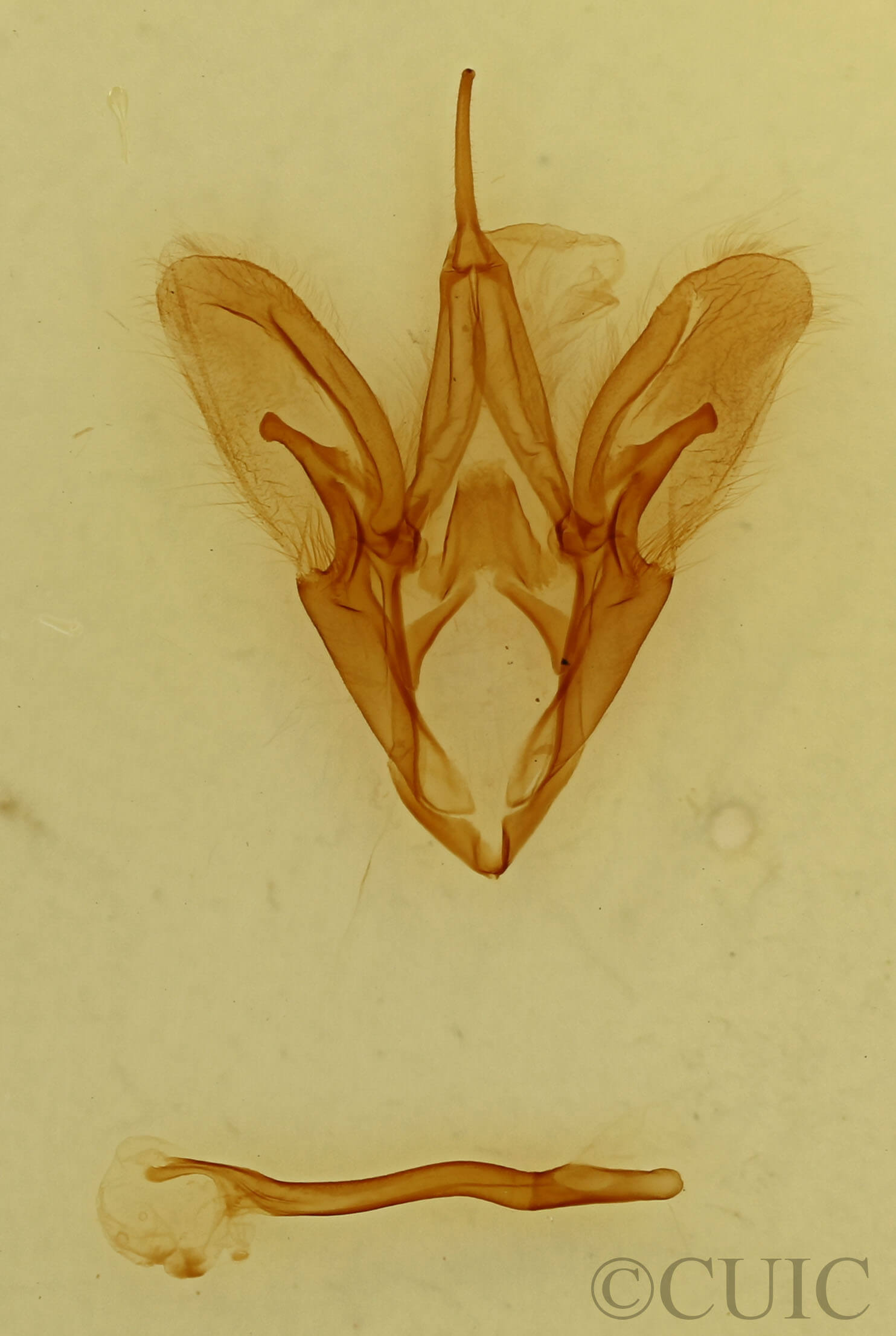 genitalia view of adult Catocala coccinata