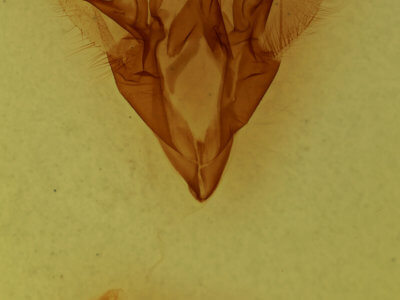 genitalia view of adult Catocala illecta