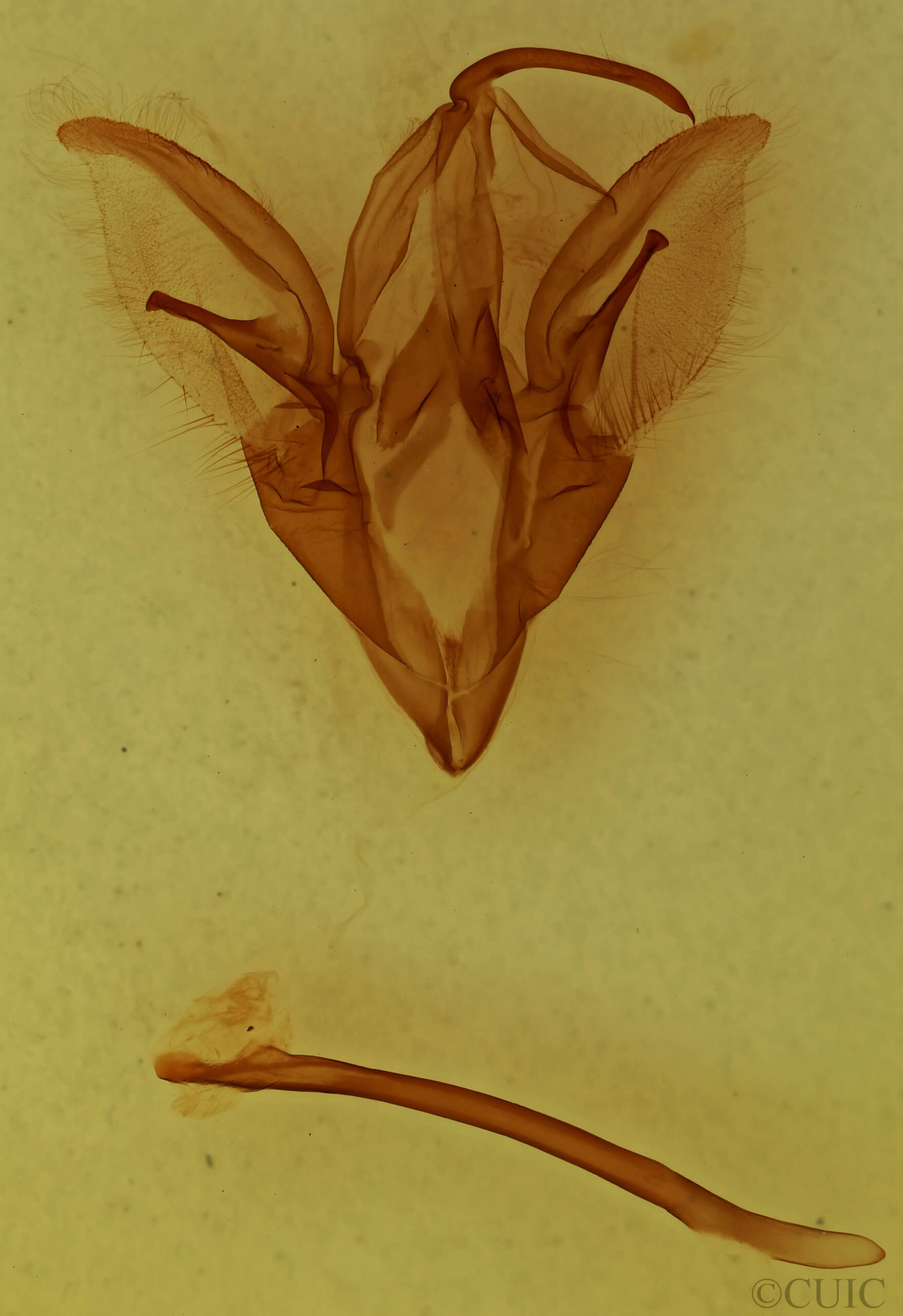 genitalia view of adult Catocala illecta
