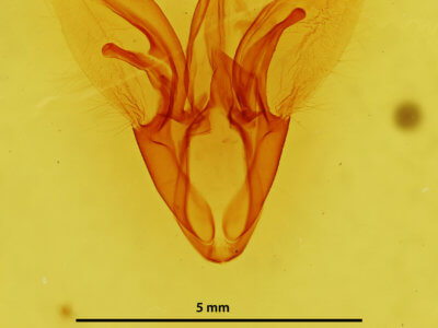 genitalia view of adult Catocala micronympha