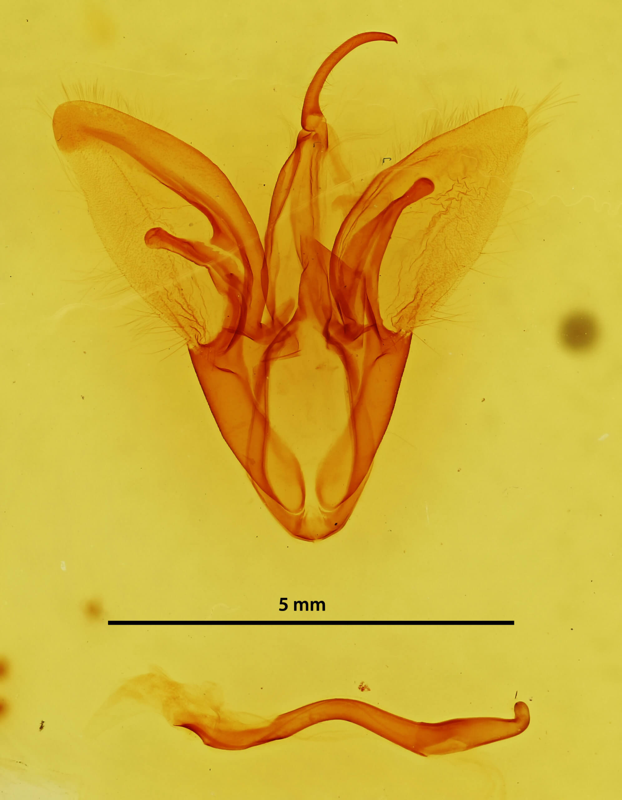 genitalia view of adult Catocala micronympha