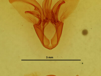 genitalia view of adult Catocala micronympha