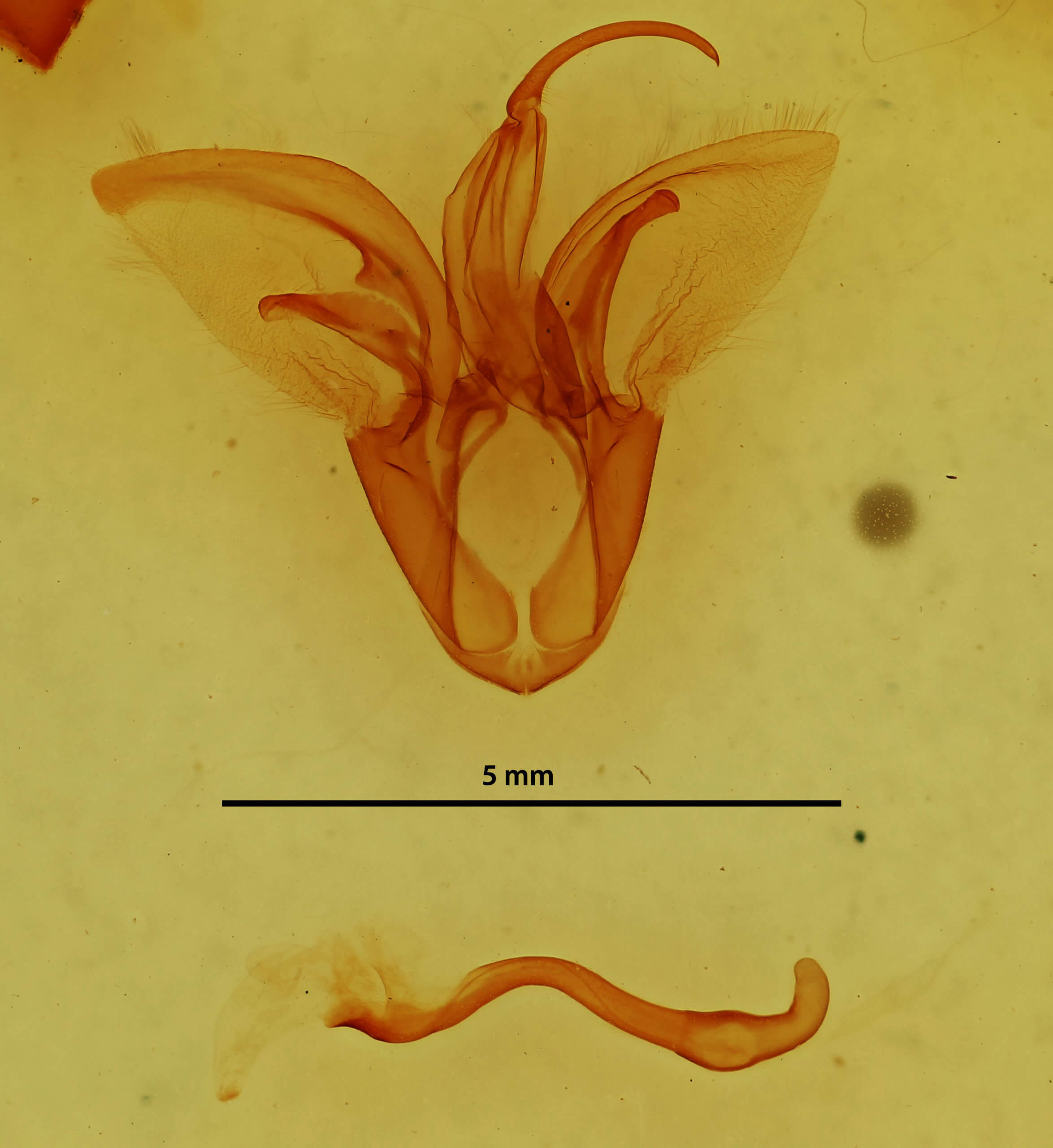 genitalia view of adult Catocala micronympha