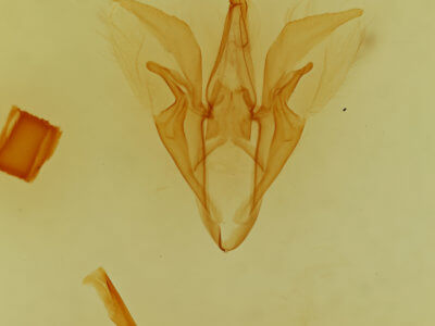 genitalia view of adult Catocala mira