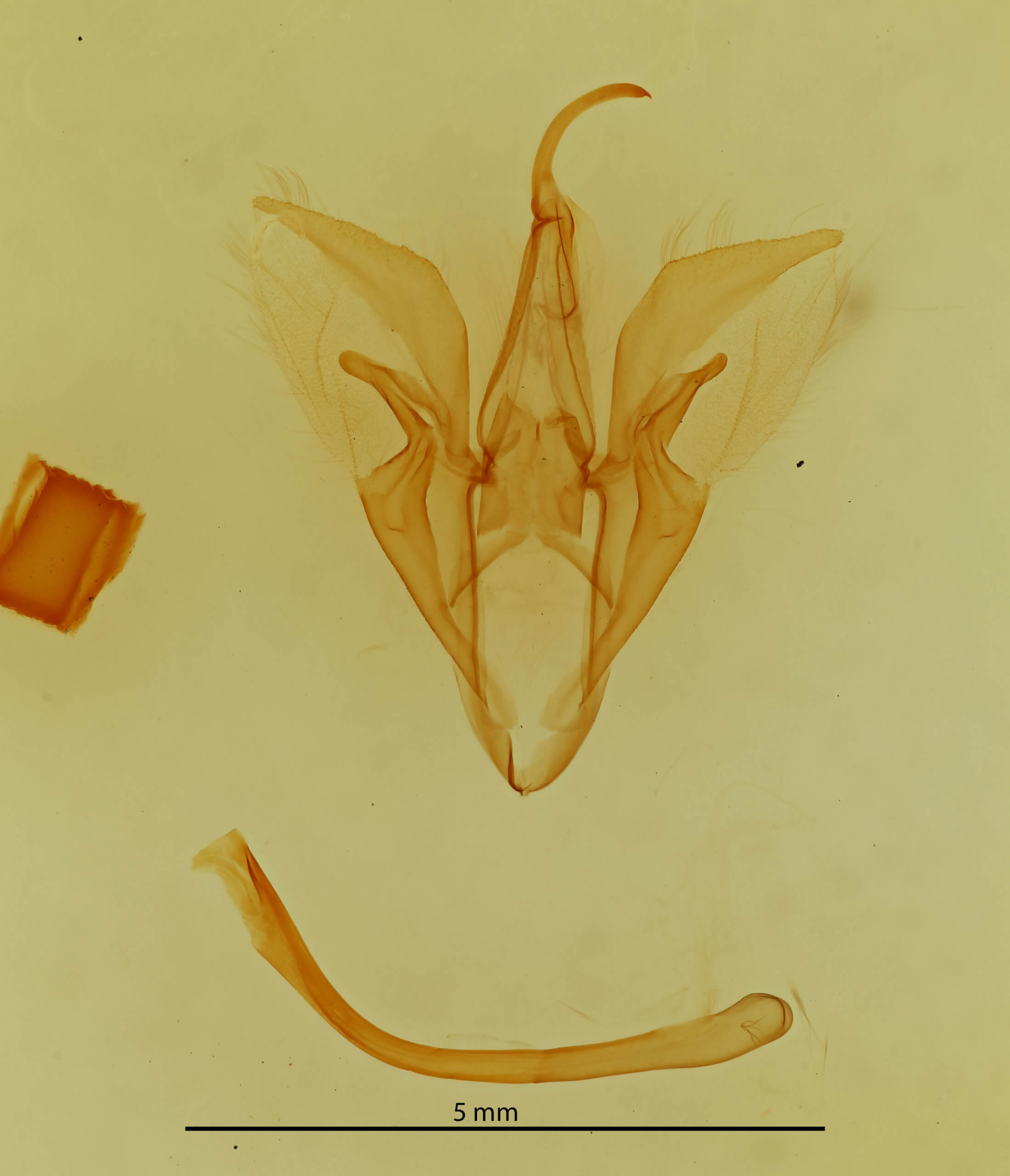 genitalia view of adult Catocala mira