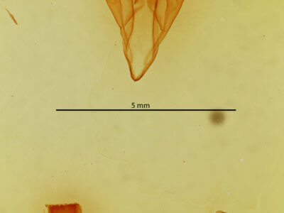genitalia view of adult Catocala mira