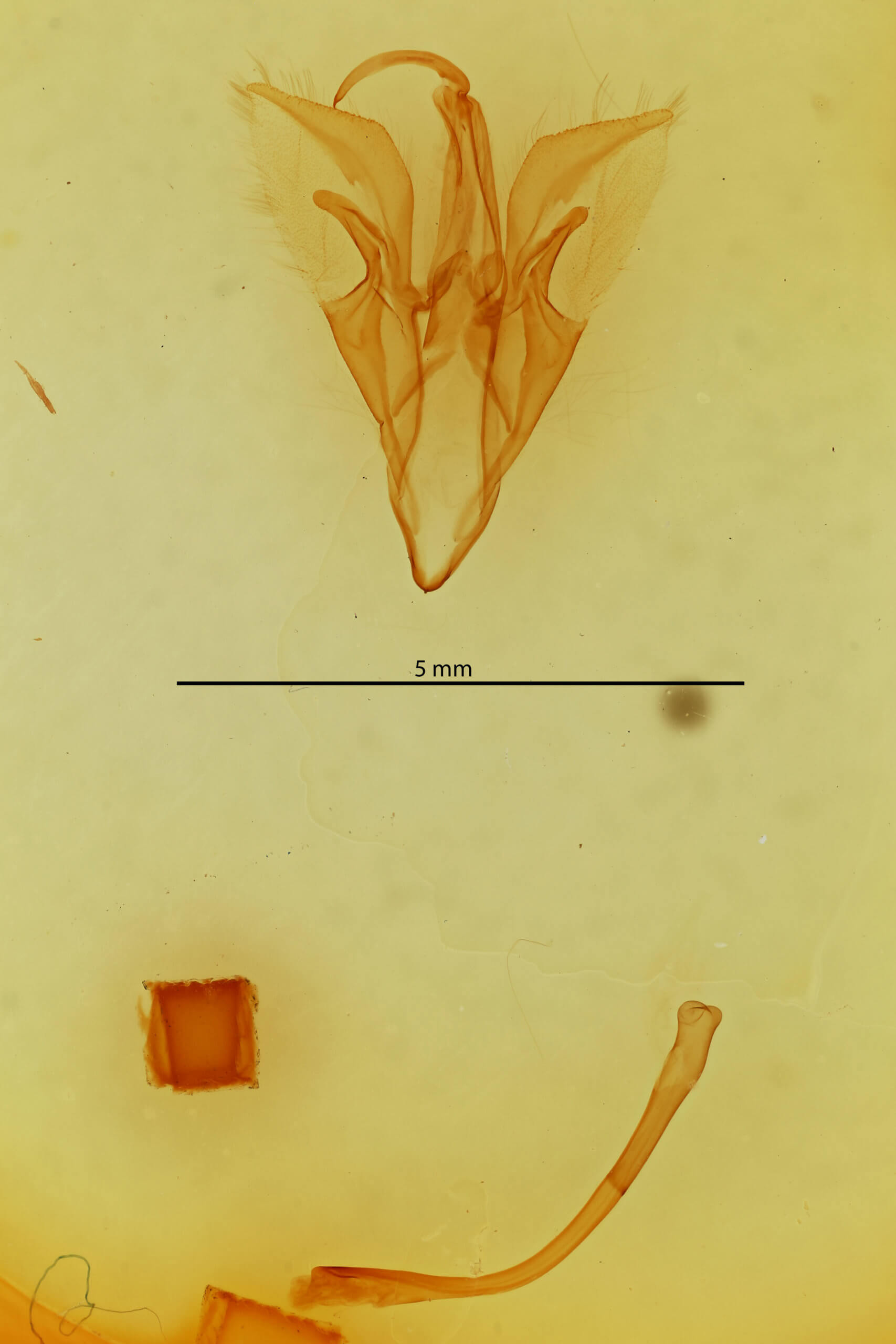 genitalia view of adult Catocala mira