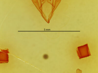 genitalia view of adult Catocala mira