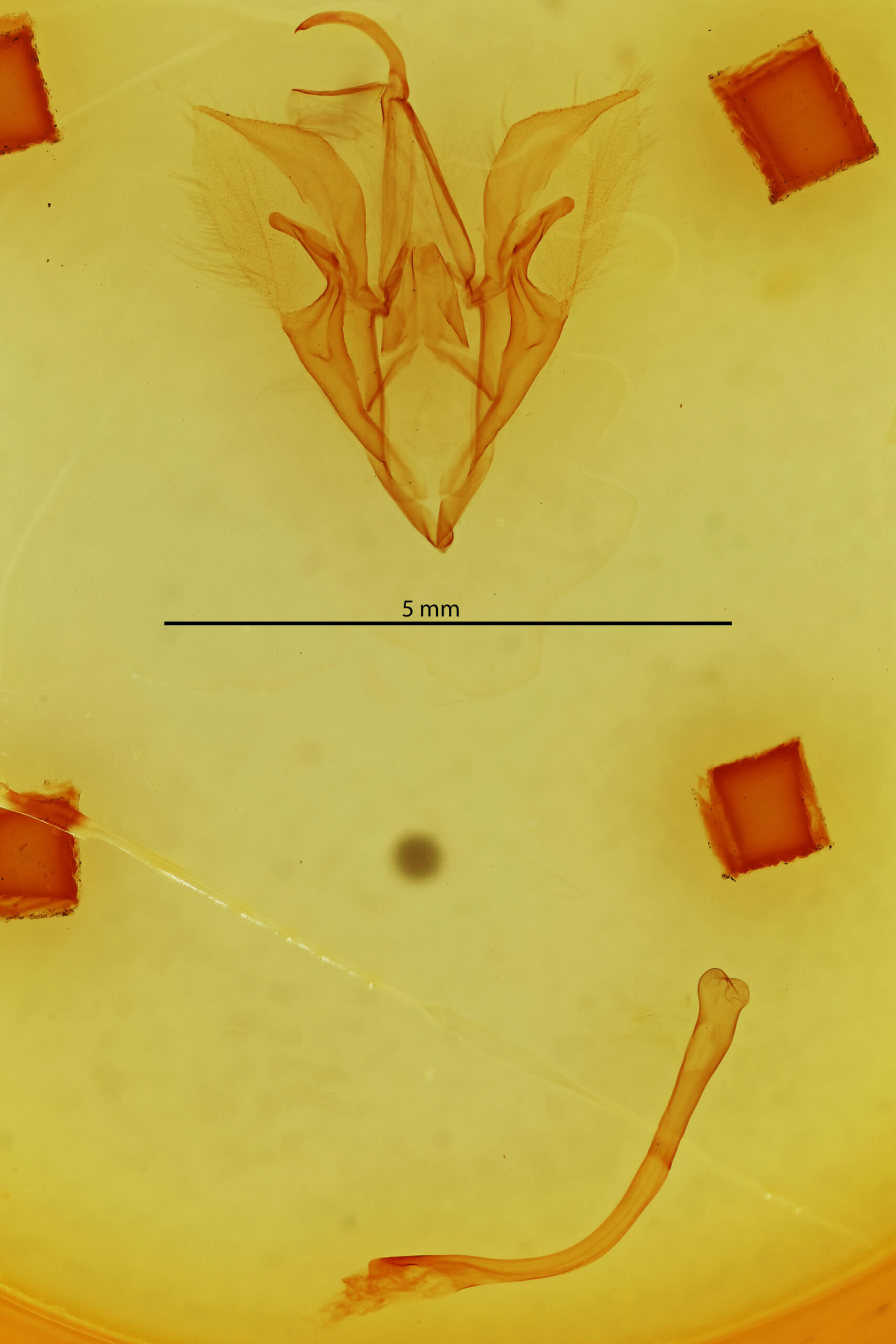 genitalia view of adult Catocala mira