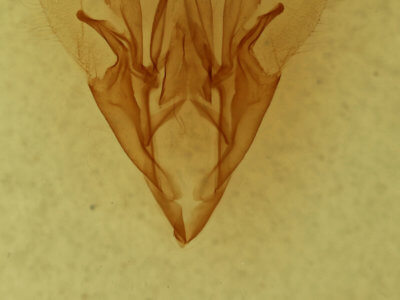 genitalia view of adult Catocala pretiosa