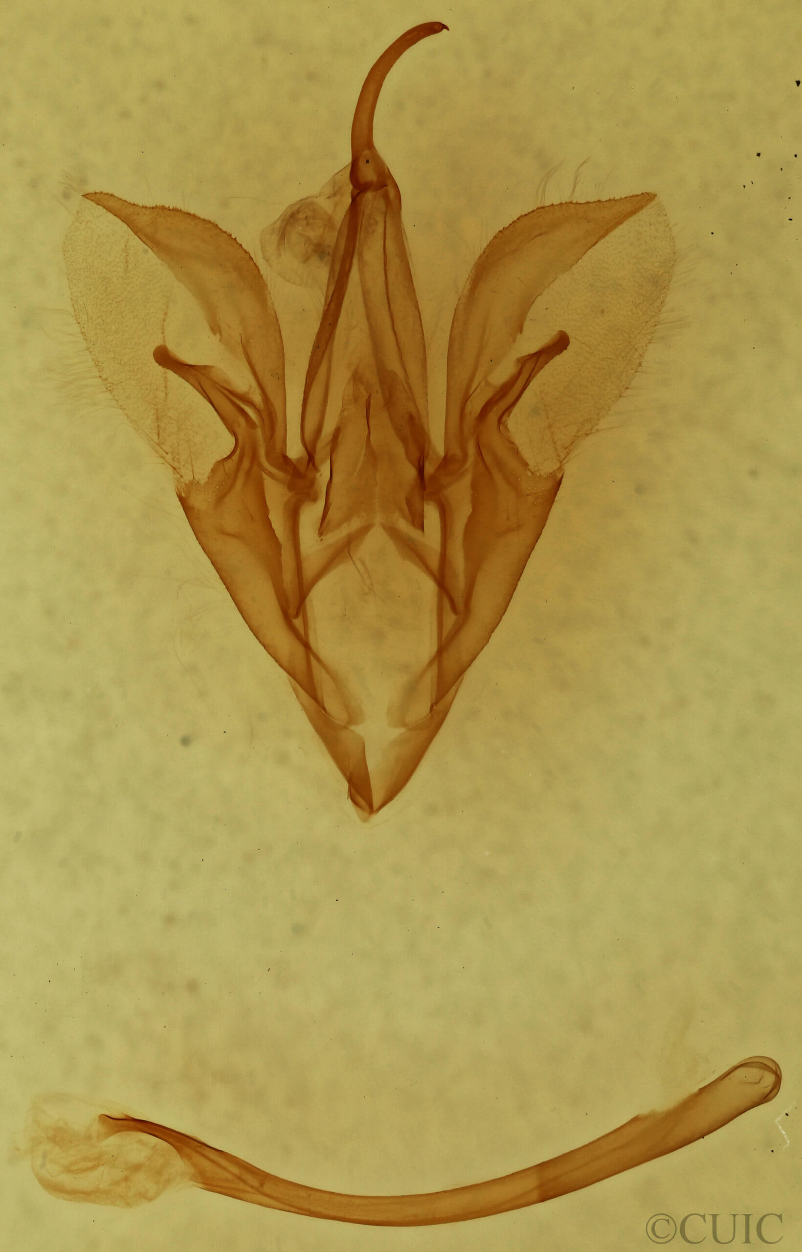 genitalia view of adult Catocala pretiosa