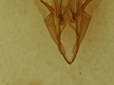 genitalia view of adult Catocala pretiosa