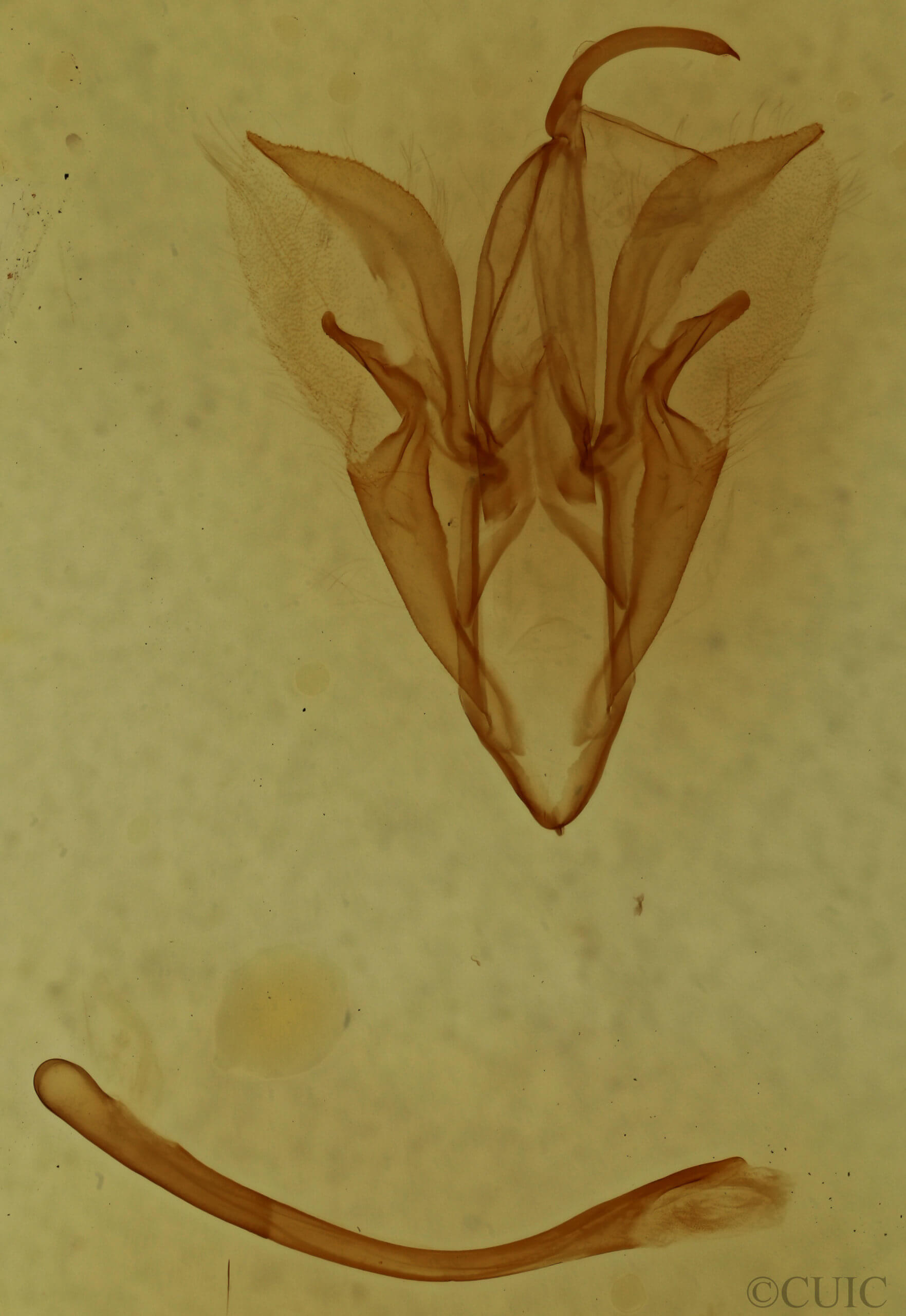 genitalia view of adult Catocala pretiosa